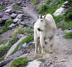 Mountain Goat